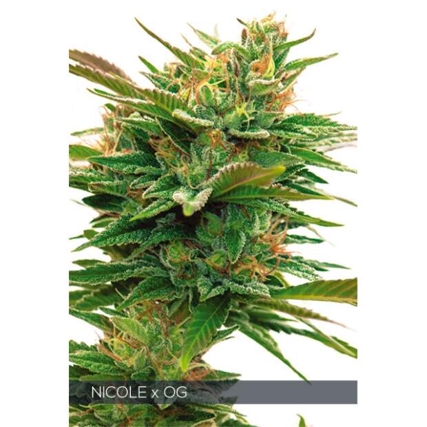 Vision Seeds Nicole X OG