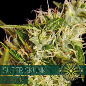 Vision Seeds Super Skunk Auto