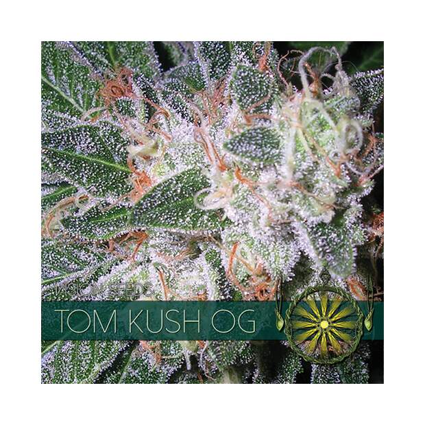 Vision Seeds Tom Kush OG
