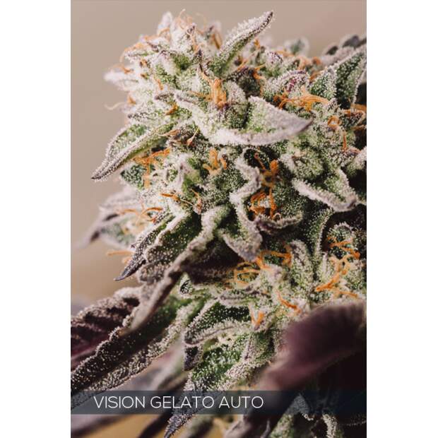 Vision Seeds Vision Gelato Auto