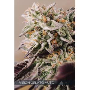 Vision Seeds Vision Gelato Auto