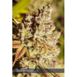 Vision Seeds Vision Gorilla