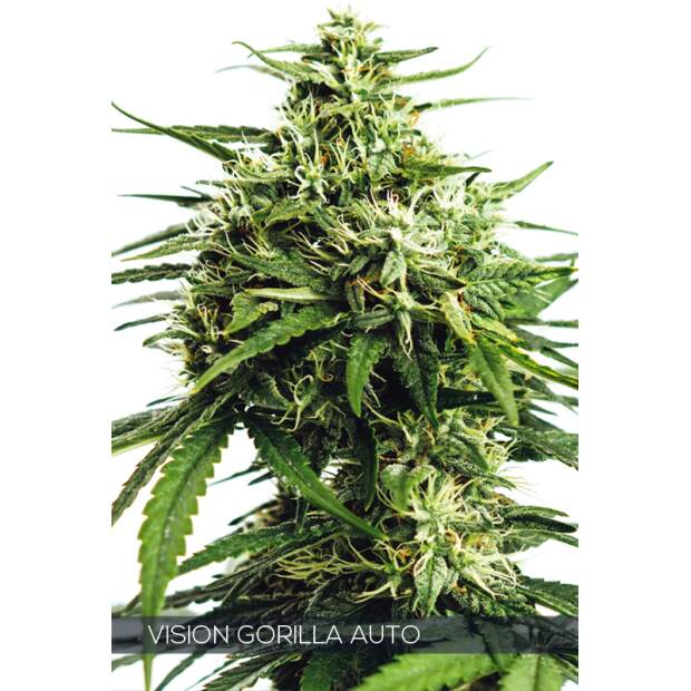 Vision Seeds Vision Gorilla Auto