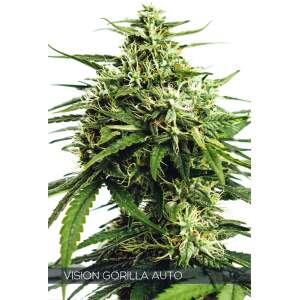 Vision Seeds Vision Gorilla Auto