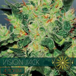 Vision Seeds Vision Jack Auto