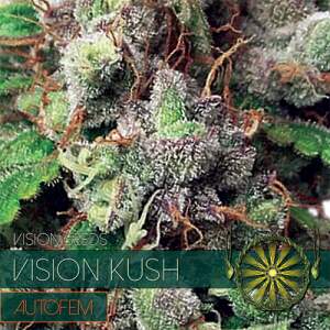 Vision Seeds Vision Kush Auto