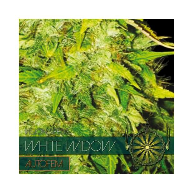 Vision Seeds White Widow Autflowering