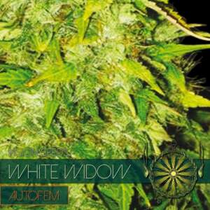 Vision Seeds White Widow Autflowering