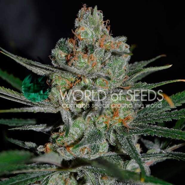 World Of Seeds Afghan Kush (Early Harvest)