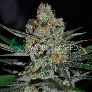 World Of Seeds Afghan Kush (Early Harvest)