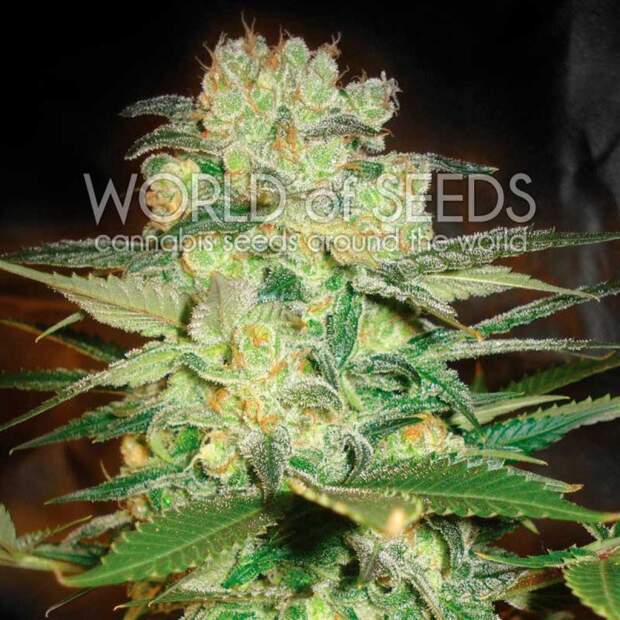 World Of Seeds Afghan Kush X White Widow Medical