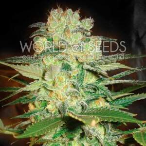 World Of Seeds Afghan Kush X White Widow Medical