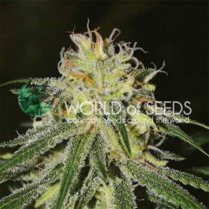 World Of Seeds Amnesia (Legend Collection)