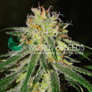 World Of Seeds Amnesia Early Harvest