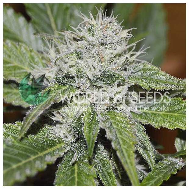 World Of Seeds Amnesia Ryder Auto