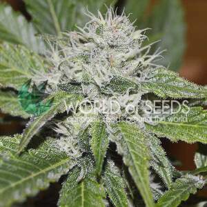 World Of Seeds Amnesia Ryder Auto