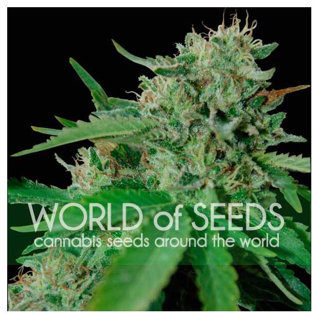 World Of Seeds Brazil Amazonia (Pure Origin Collection)