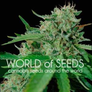 World Of Seeds Brazil Amazonia (Pure Origin Collection)