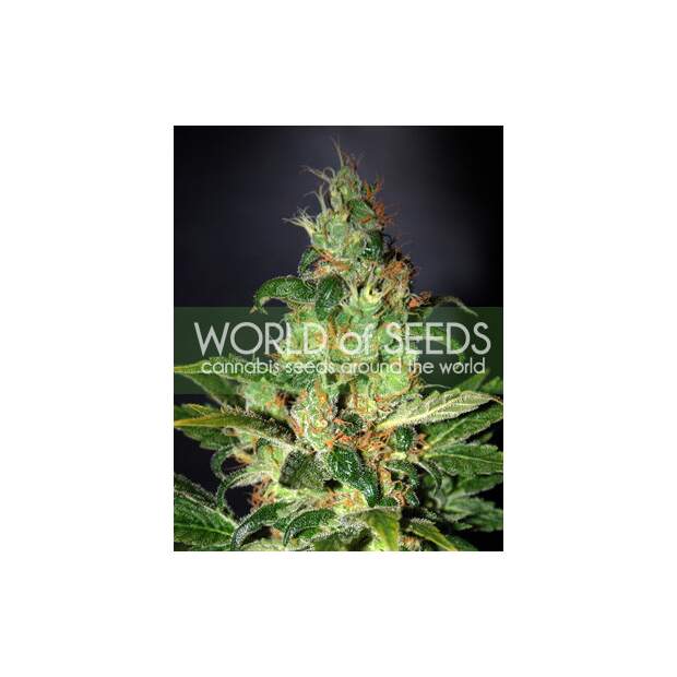 World Of Seeds Chronic Haze (Legend Collection)