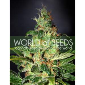 World Of Seeds Chronic Haze (Legend Collection)
