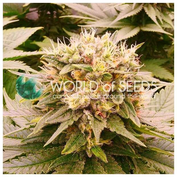 World Of Seeds Harlequeen Thc Free