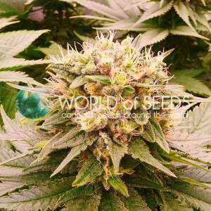 World Of Seeds Harlequeen Thc Free