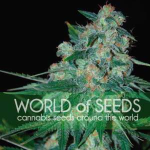 World Of Seeds Ketama (Pure Origin Collection)