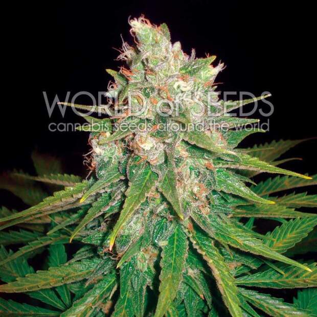 World Of Seeds Mazar X Great White Shark Medical
