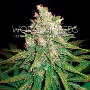 World Of Seeds Mazar X Great White Shark Medical