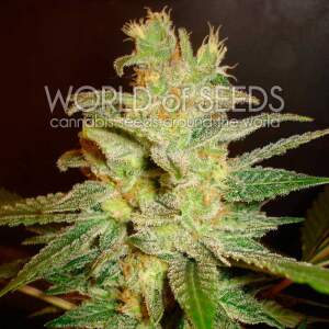 World Of Seeds Northern Light X Big Bud Medical