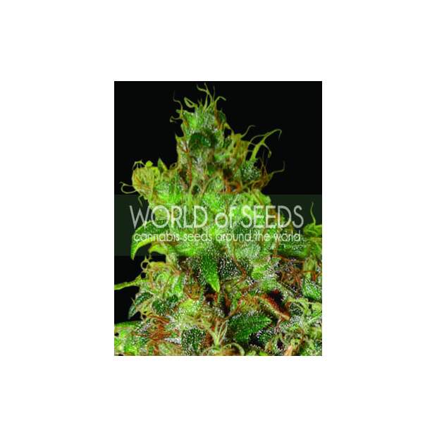 World Of Seeds Northern Light X Skunk Medical