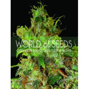 World Of Seeds Northern Light X Skunk Medical