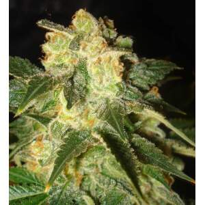 World Of Seeds Pakistan Ryder Auto