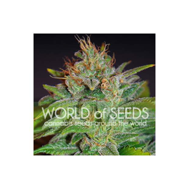 World Of Seeds Skunk 47 (Legend Collection)