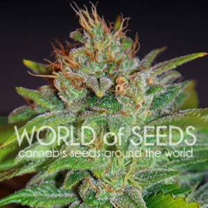 World Of Seeds Skunk 47 (Legend Collection)