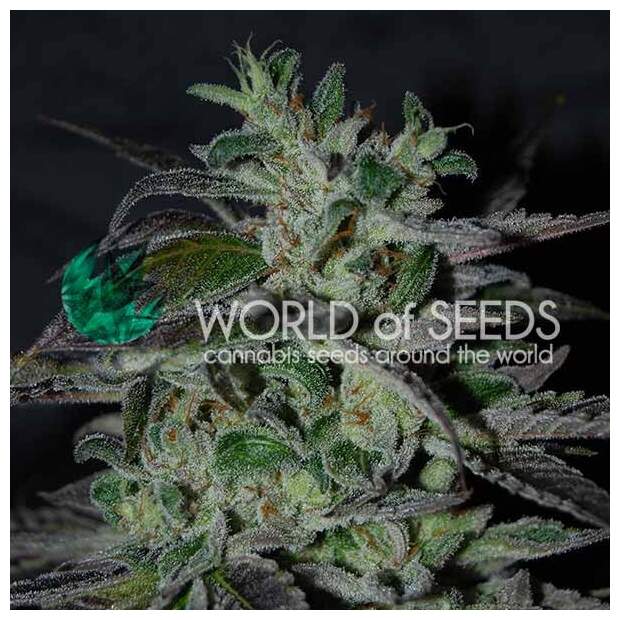 World Of Seeds Strawberry Blue (Early Harvest)