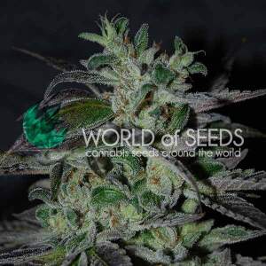 World Of Seeds Strawberry Blue (Early Harvest)
