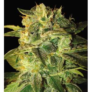 World Of Seeds Sugar Mango Ryder Auto
