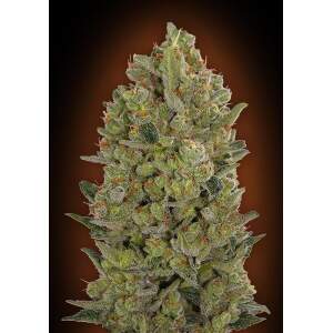 00 Seeds 00 Cheese 5 pcs feminised