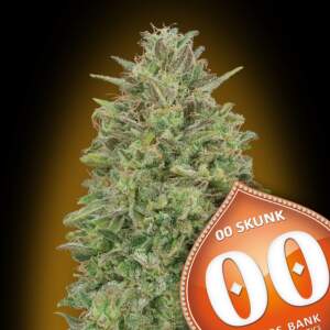 00 Seeds 00 Skunk 25 pcs feminised
