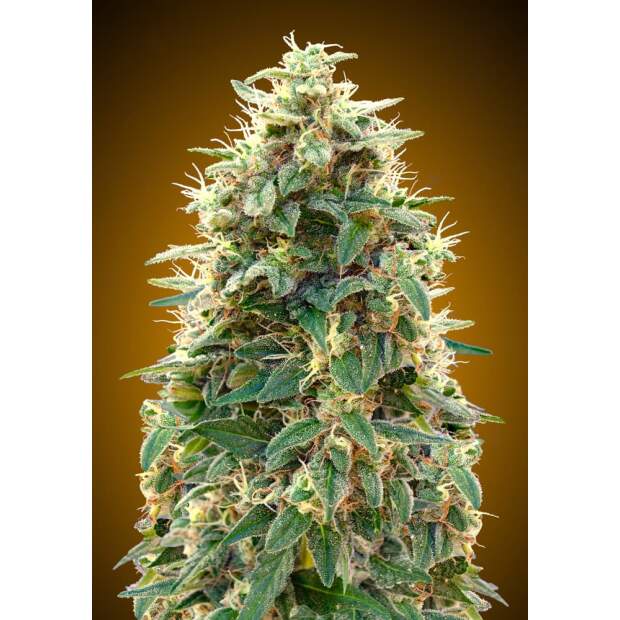 00 Seeds Auto 00 Cheese 3 pcs feminised