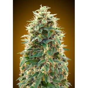 00 Seeds Auto 00 Cheese 5 pcs feminised