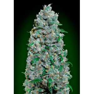 00 Seeds Auto Afghan Mass XXL 3 pcs feminised