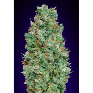00 Seeds Auto Blueberry 3 Stk feminisiert