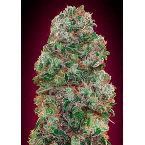 00 Seeds Auto Bubble Gum 3 Stk feminisiert