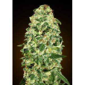 00 Seeds Auto California Kush 3 Stk feminisiert