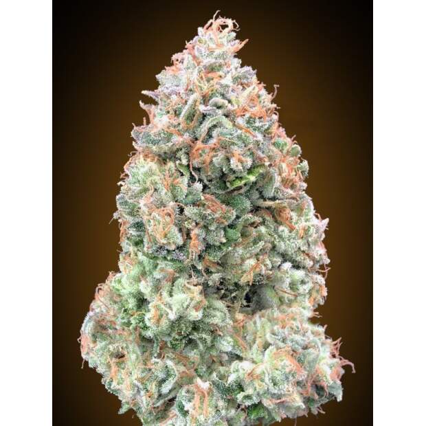 00 Seeds Auto Chocolate Skunk XXL 5 Stk feminisiert