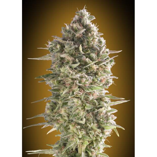 00 Seeds Auto Do-Si-Dos Cookies 3 Stk feminisiert