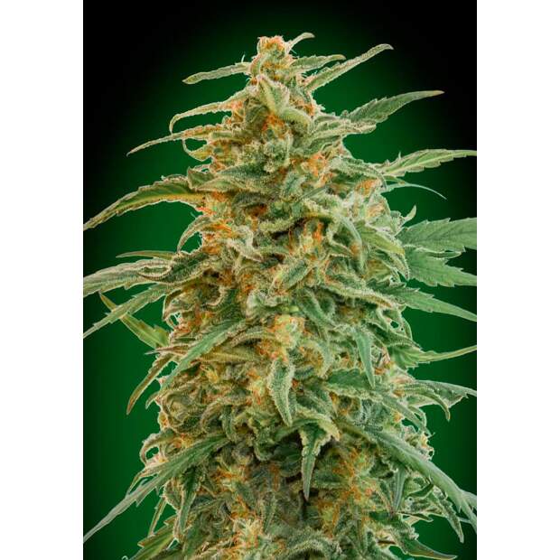 00 Seeds Auto Gorilla 3 Stk feminisiert