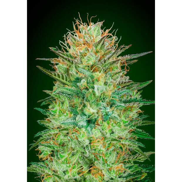 00 Seeds Auto Sweet Critical 3 Stk feminisiert